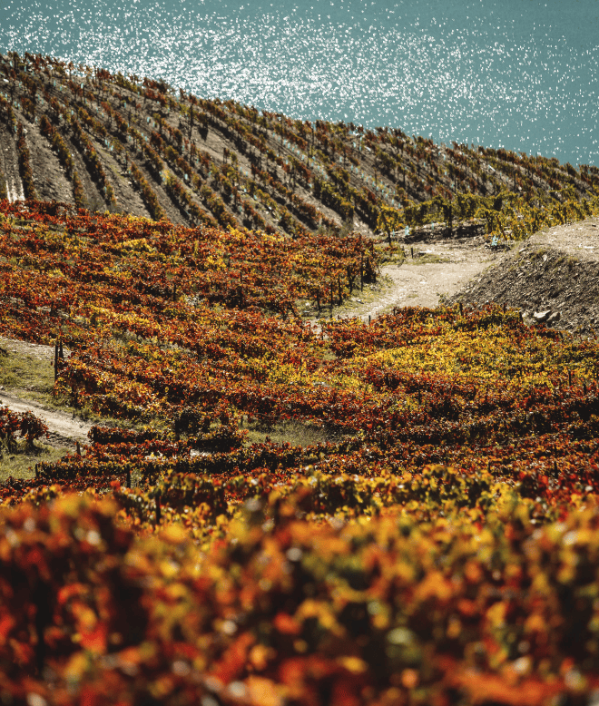 vineyard in the douro