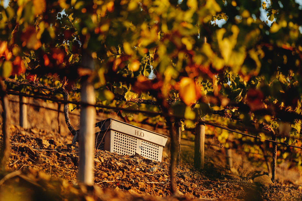 basket in the middle of a vineyard