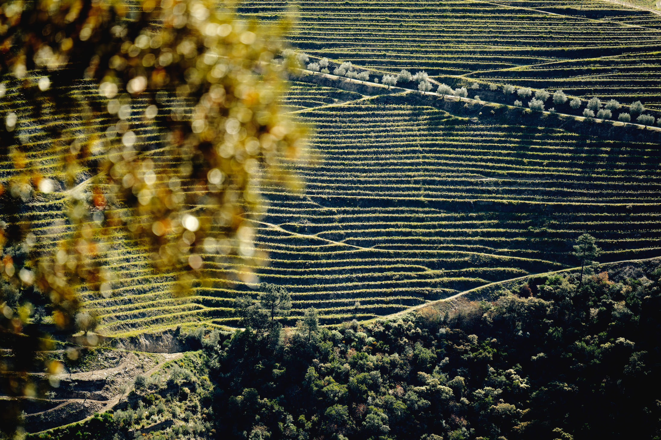 imagem decorativa da sustentabilidade