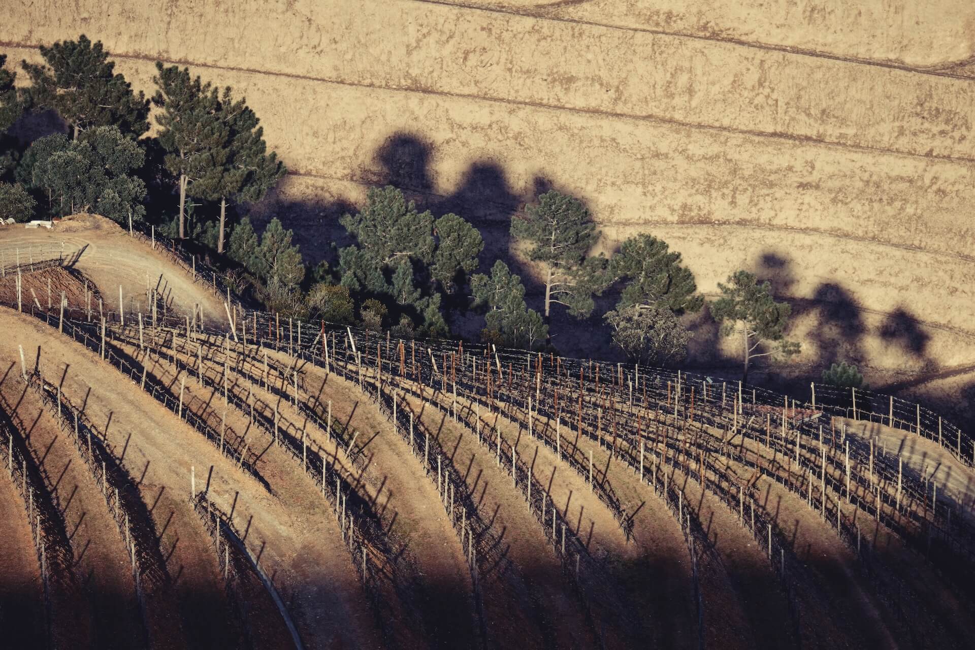 Detalhe das quintas e vinhas da Horta Osório
