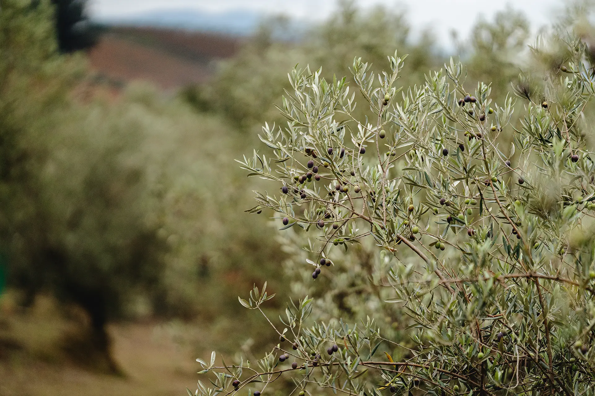 Oliveiras da Horta Osório