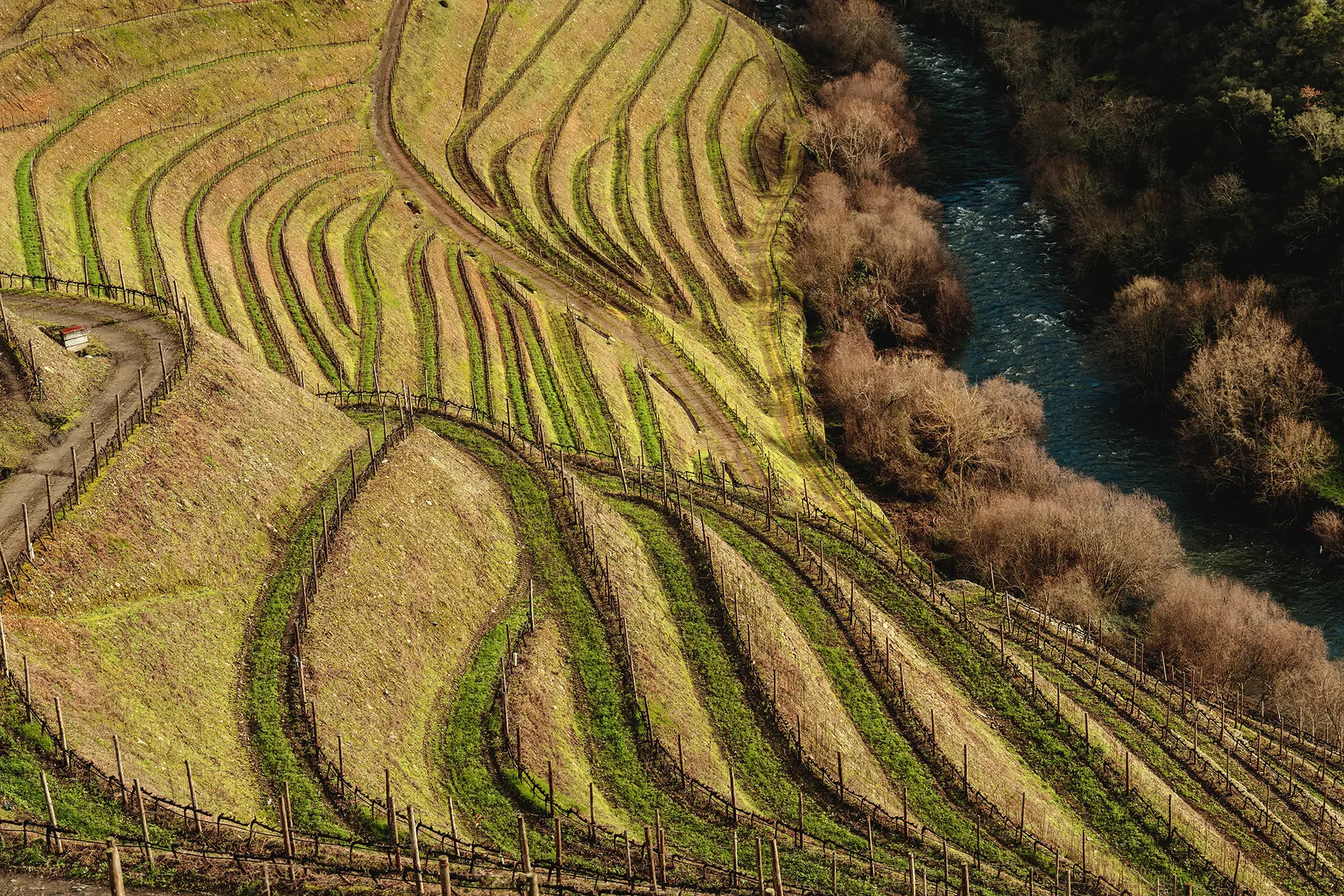 Vinhas da Horta Osório e parte do rio Corgo (vista de cima)