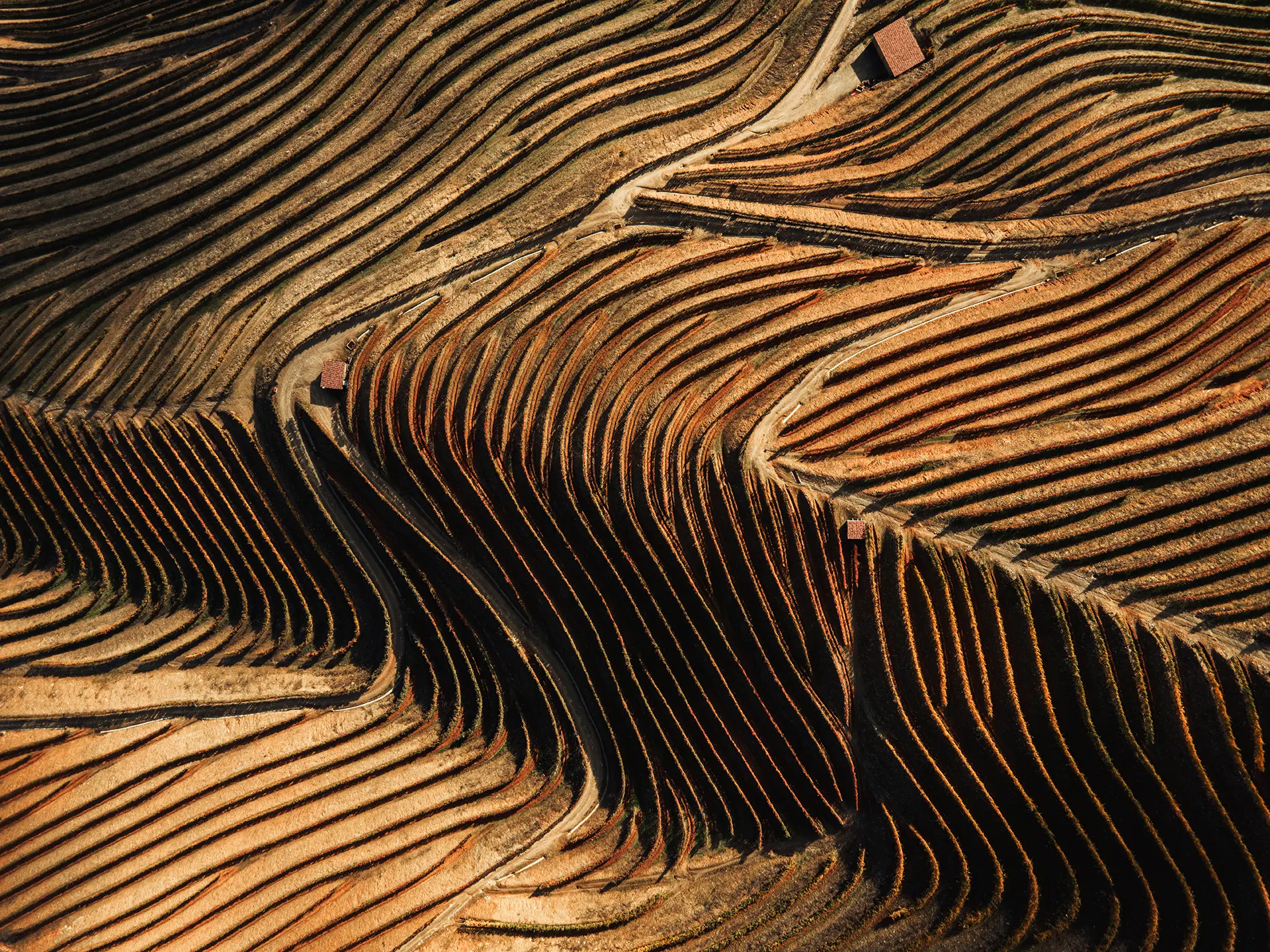 Vinhas da Horta Osório (vista de cima)