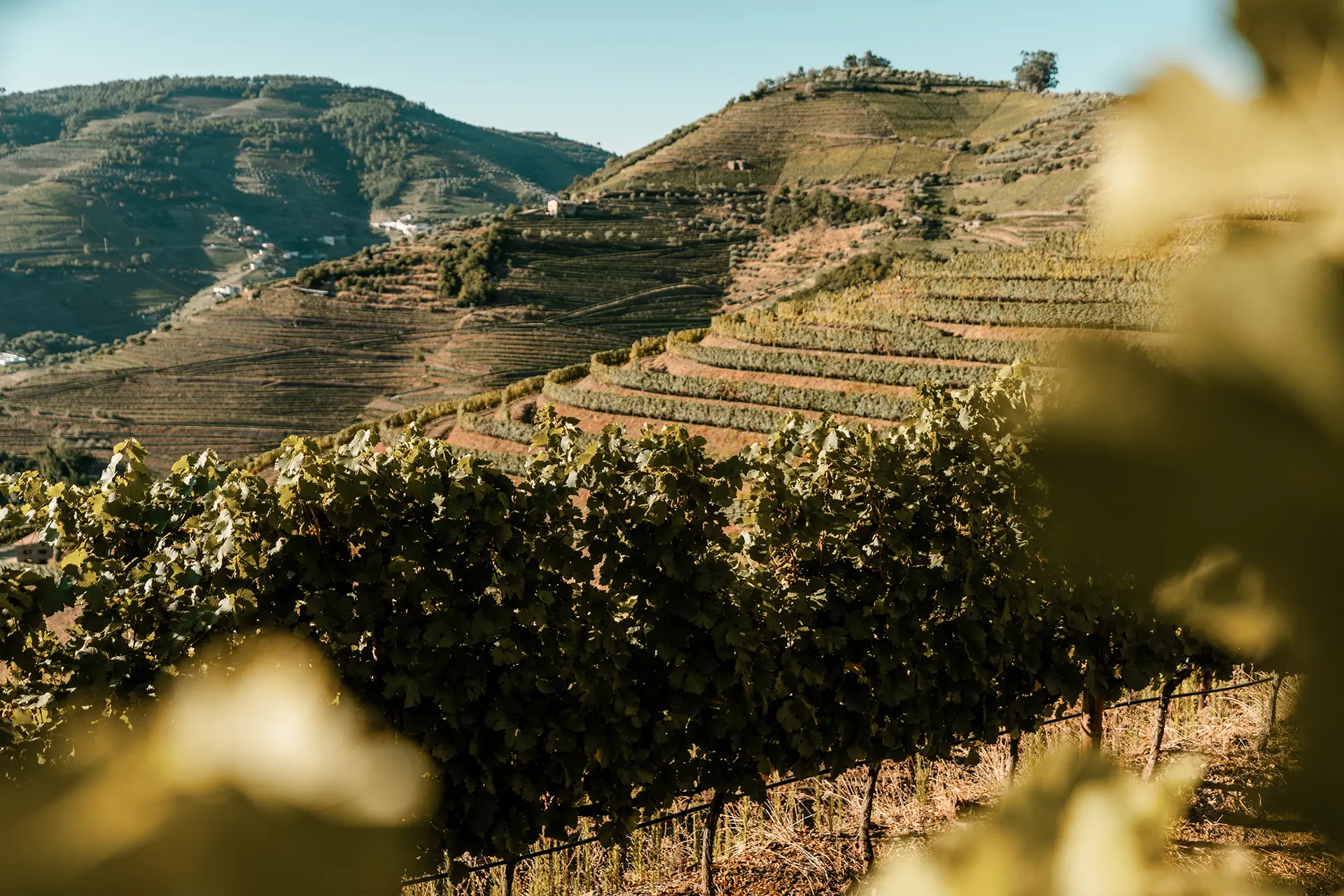 Paisagem das vinhas da Horta Osório