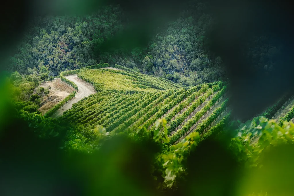 Detalhe das vinhas da Horta Osório