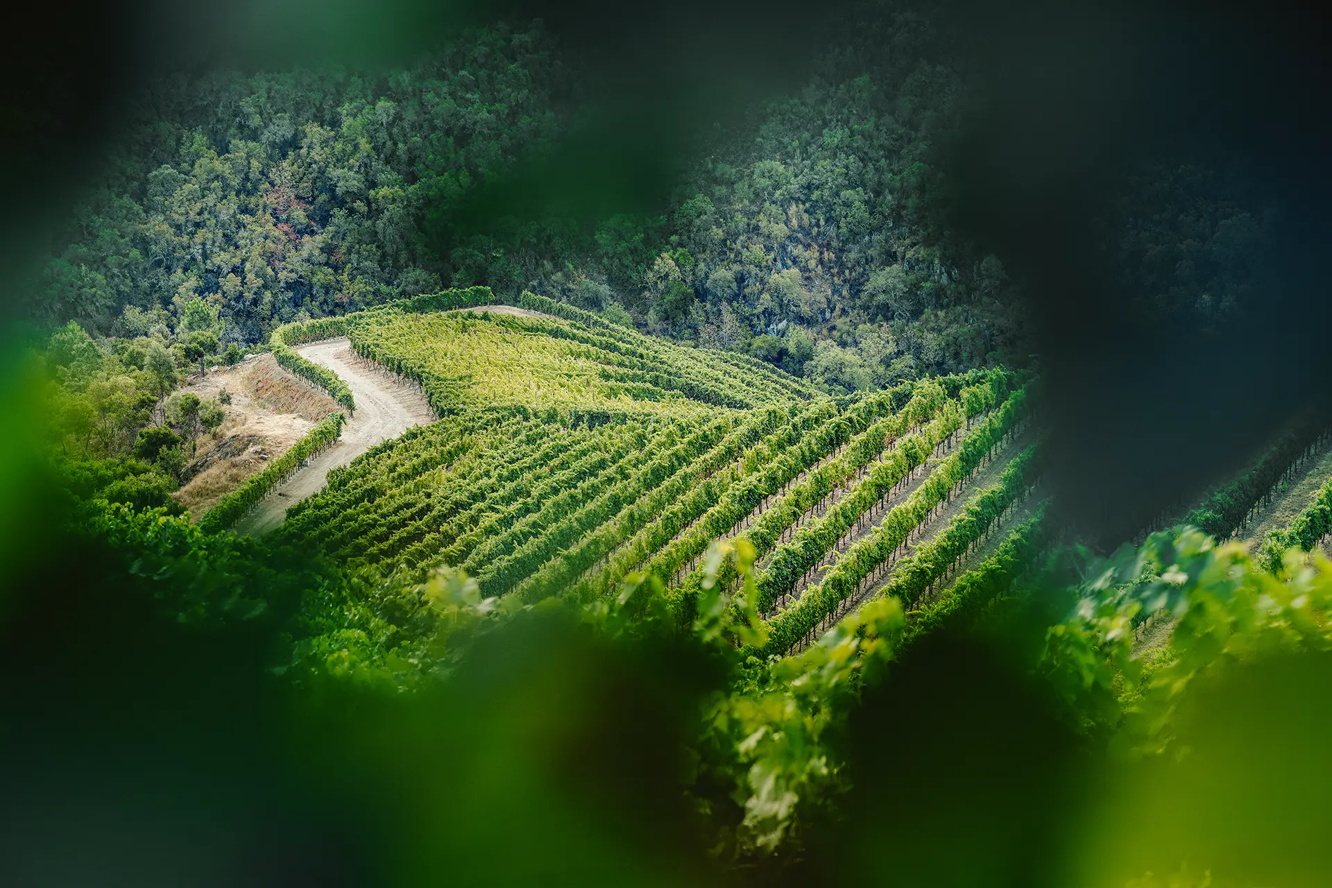 Detalhe das vinhas da Horta Osório