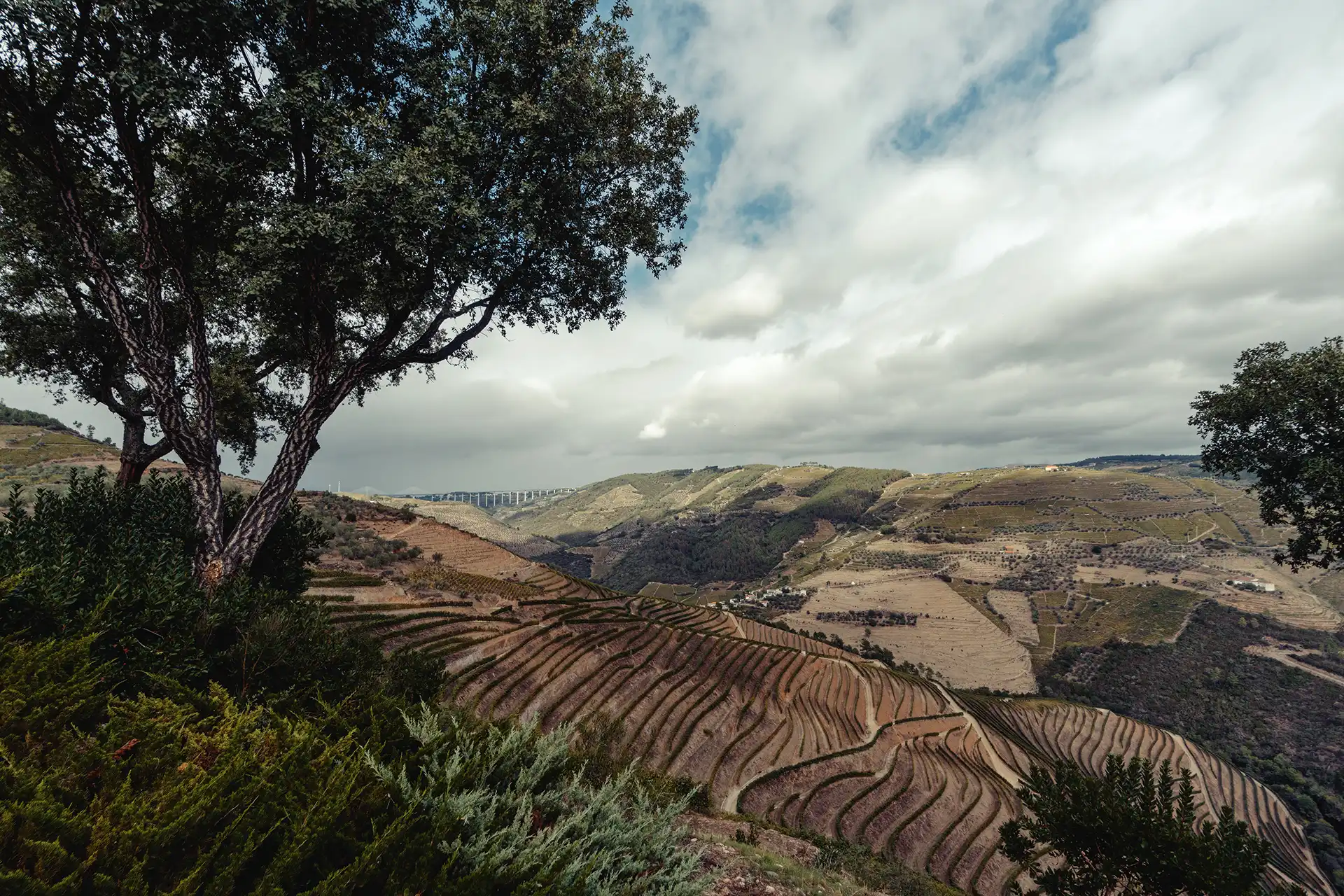 Paisagem das vinhas da Horta Osório