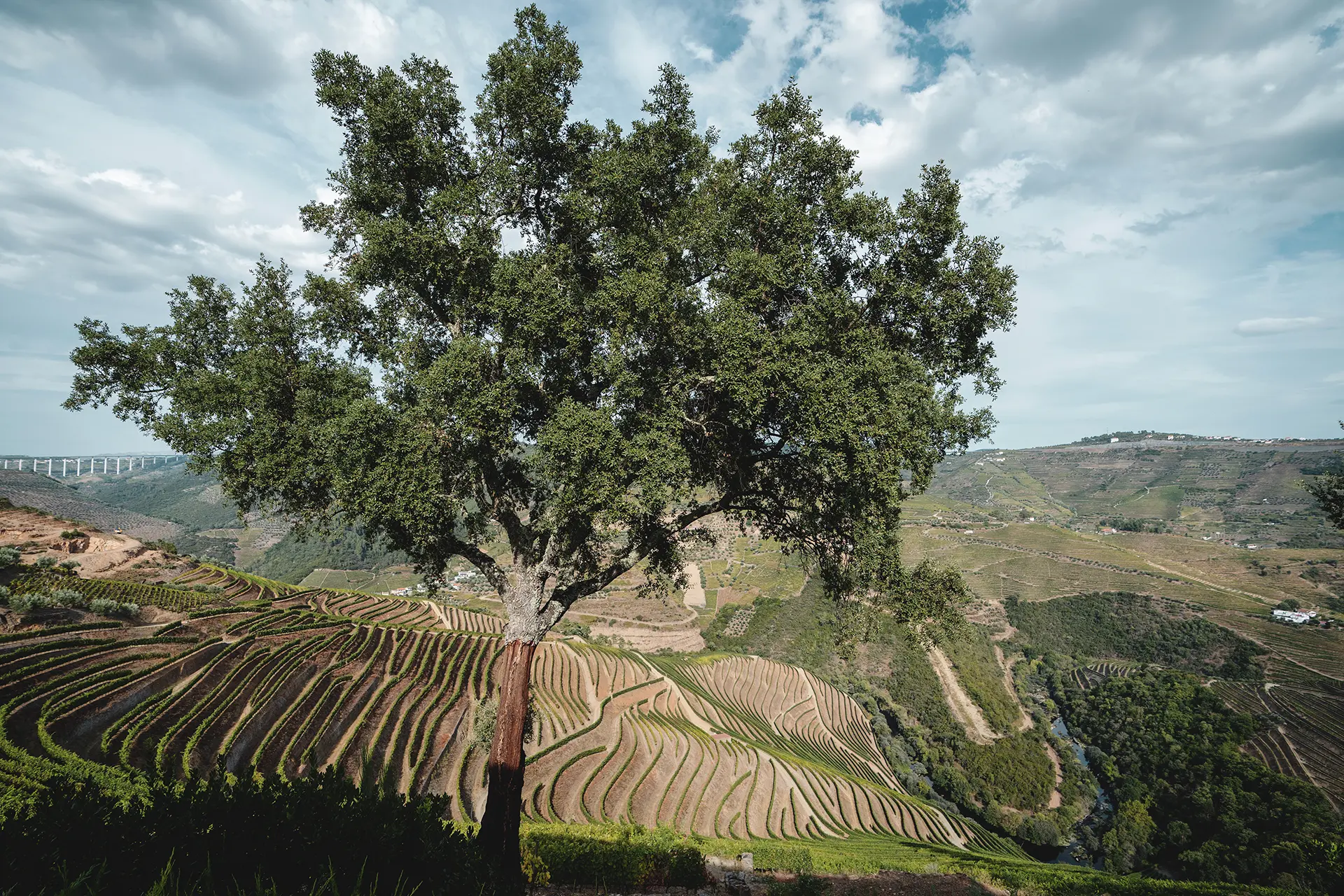Paisagem das vinhas da Horta Osório