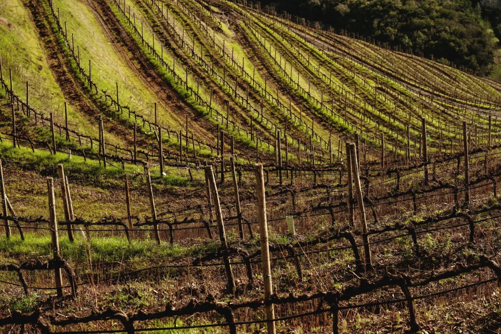 Detalhe das vinhas da Horta Osório