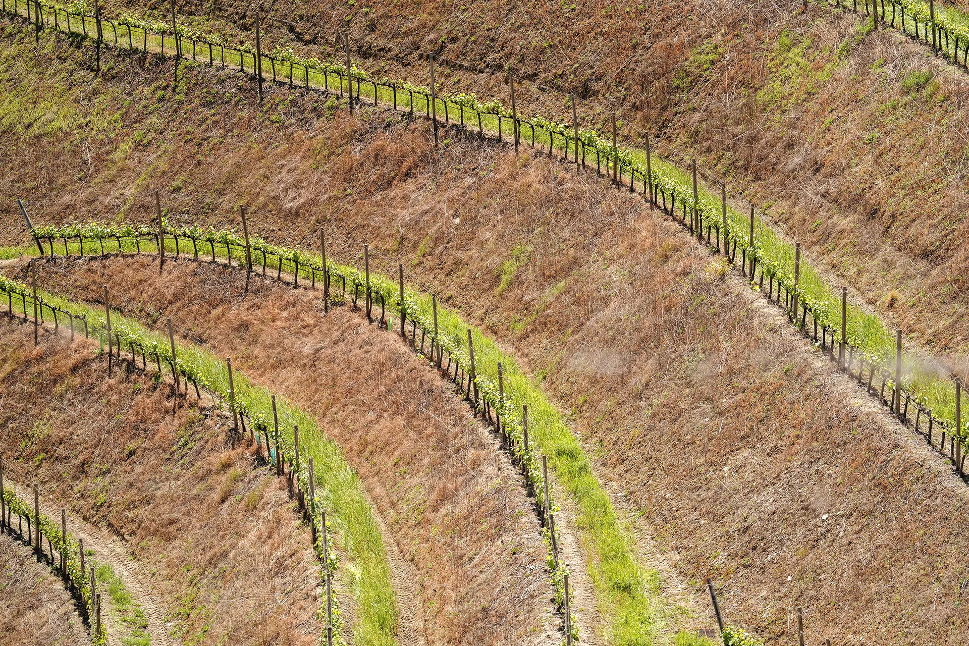 Detalhe das vinhas da Horta Osório